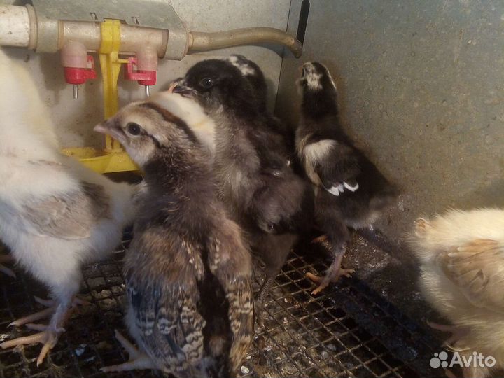 Цыплята, яйцо