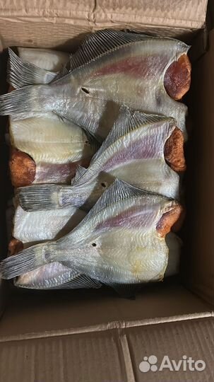 Камбала,корюшка,пелядь,синец,чехонь,плотва