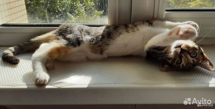 Замурчательной красавице очень нужен дом