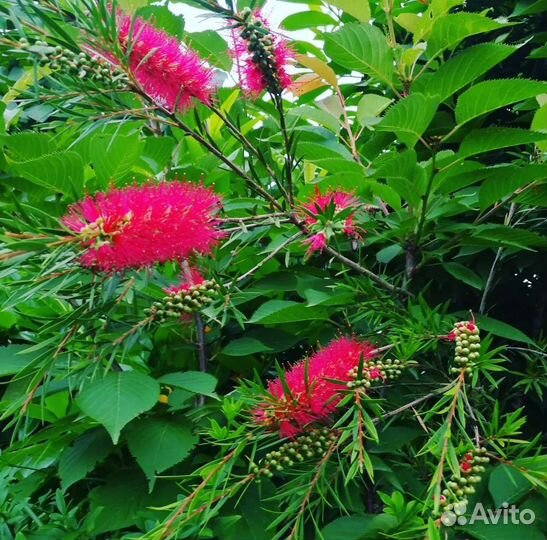 Каллистемон