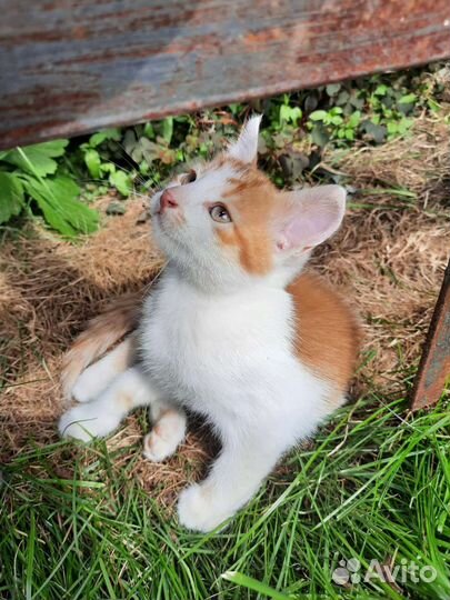 Котята в добрые руки бесплатно