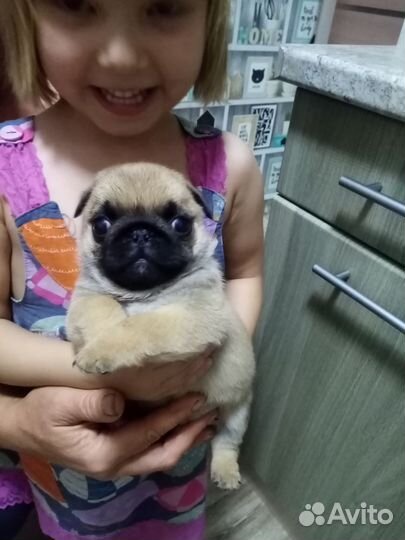 Щенки мопса