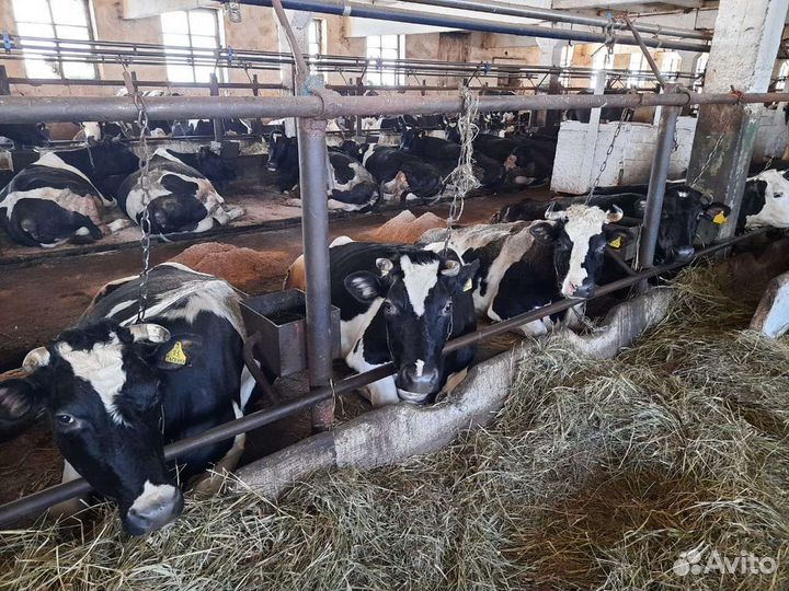 Навоз коровий