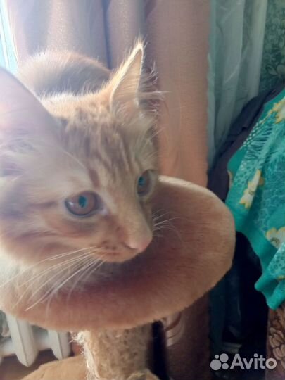 Котик мальчик рыжий + туалет+ корм