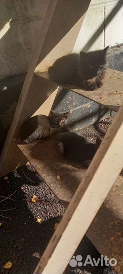 Отдаем в добрые руки.3 мальчика и 1 девочка