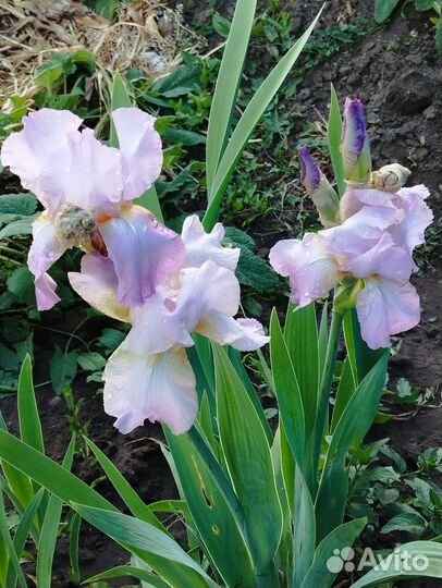Ирис