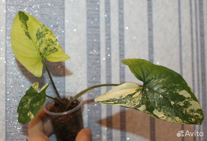 Сингониум империал еллоу/imperial yellow