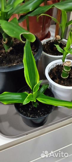 Драцена голд