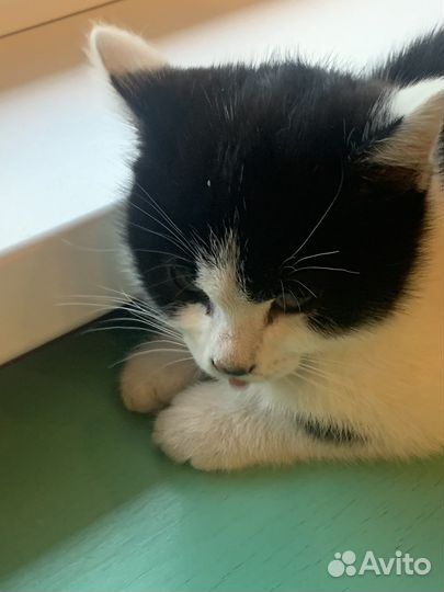 Котенок мальчик бесплатно