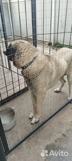 Турецкий кангал