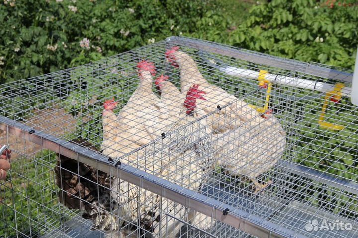 Клетка для кур до 16 голов на каркасе