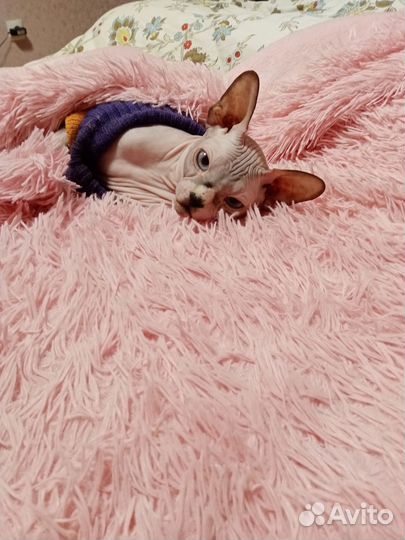 Отдам кота в добрые руки