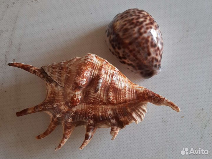 Морские ракушки звёзды