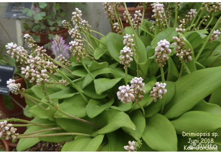 Дримиопсис