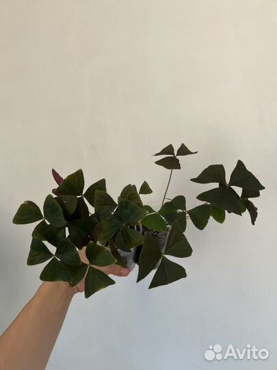 Кислица оксалис