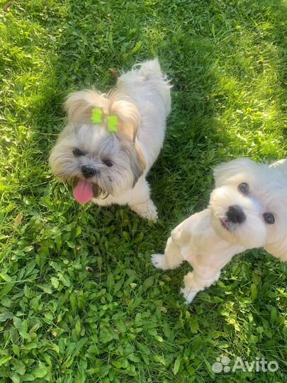 Dog’s Hotel Saratov круглосуточно