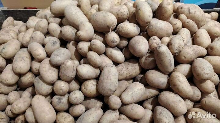 Продам картофель