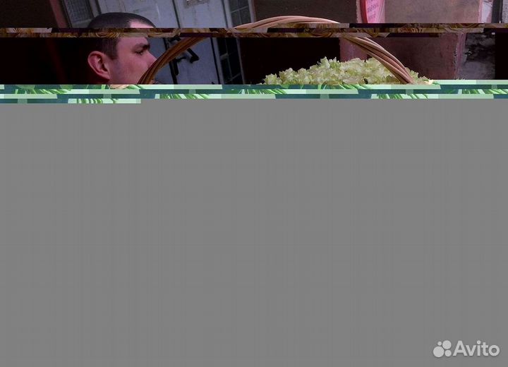 Розы Букеты Цветы Розы 31 101 151 201 Доставка