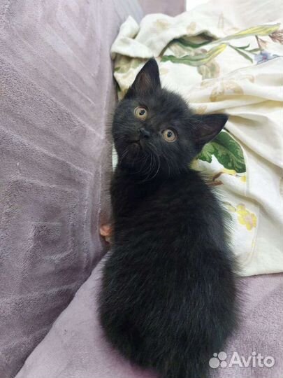 Котенок девочка в дар