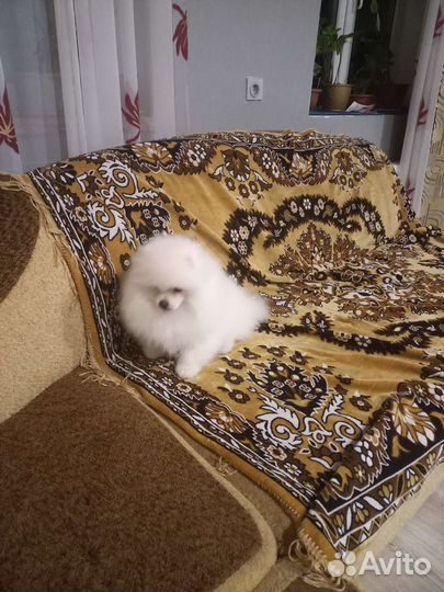 Щенки шпица