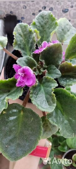 Фиалки махровые