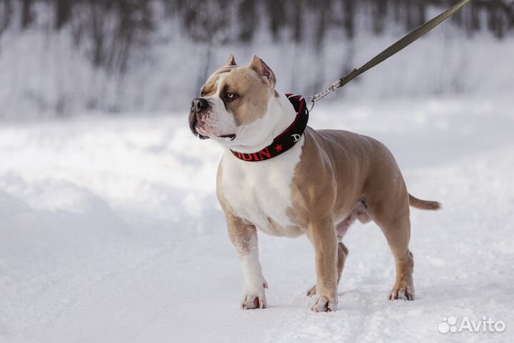 Вязка собак американский булли