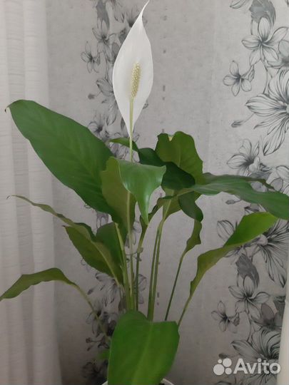 Антуриум,спатифиллум. отростки