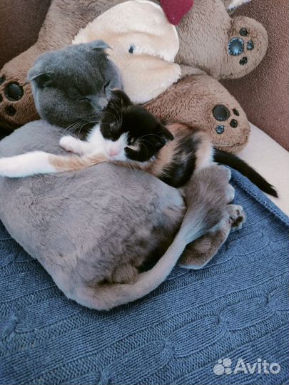 Передержка кошек, котов, котят во время отпуска