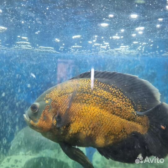 Астронотусы