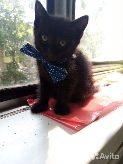 Кошка в дар бесплатно