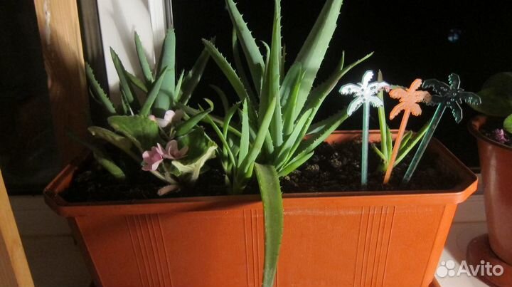 Цветы Глоксиния, фиалки,денежное дерево,алоэ