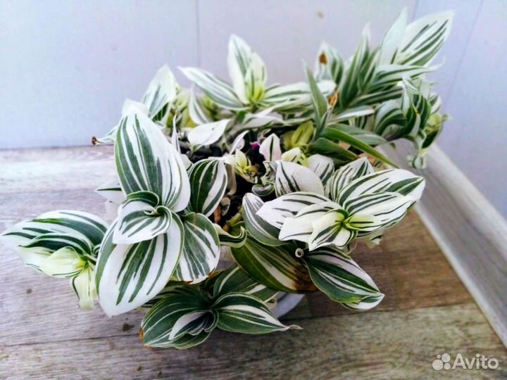 Традесканция комнатное растение