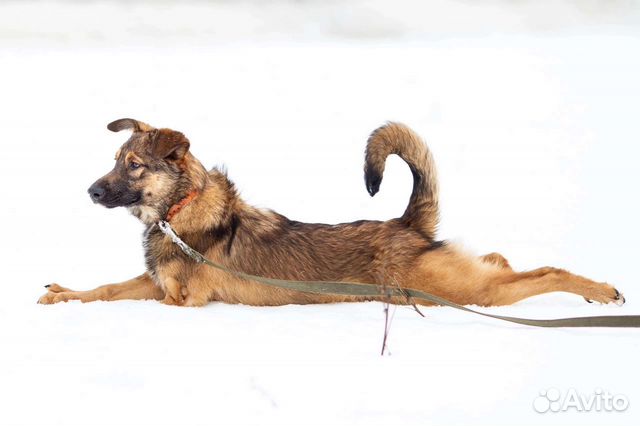 Собачка в дар