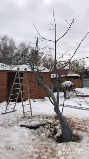 Обрезка плодовых деревьев