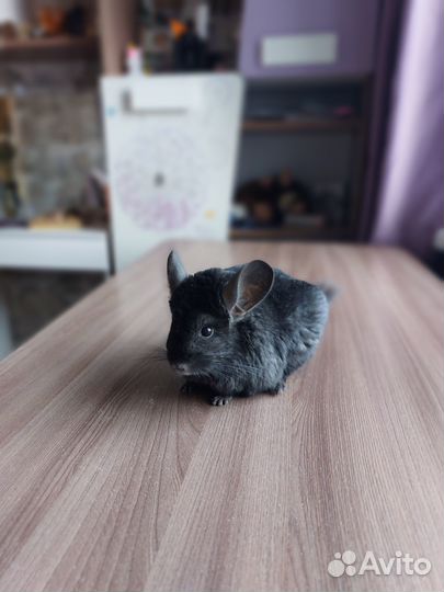 Продам шиншиллу