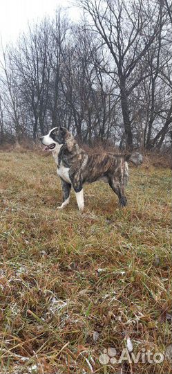 Алабай сао Вязка