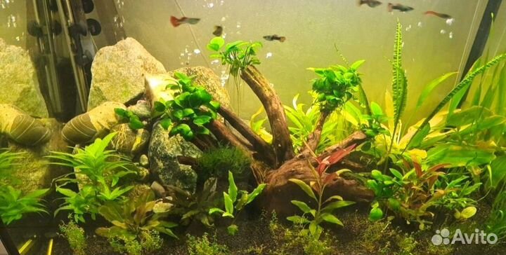 Обслуживание аквариумов