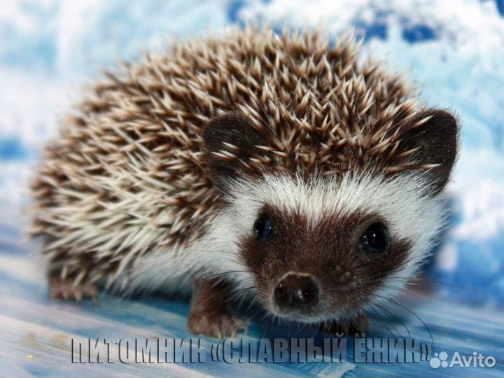 Африканские ежики. Доставка по России