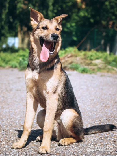 Щенок Потап 7 мес