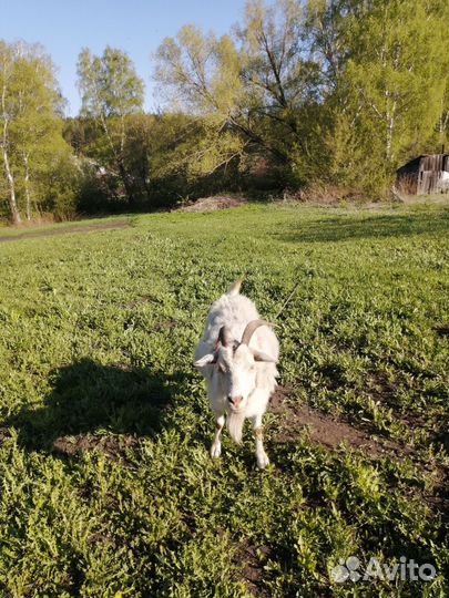 Продам коз, козлят нубийских