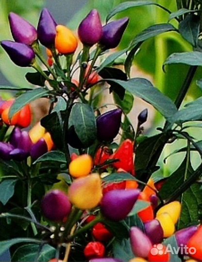 Комнатный острый перец