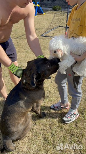 Собака кане корсо