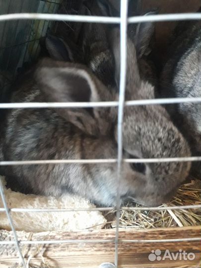 Кролики мясных пород