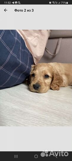 Английский кокер спаниель Вязка