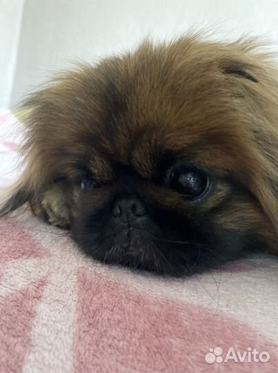 Вязка пекинес