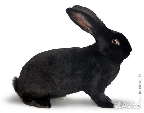 Кролики, комбикорм