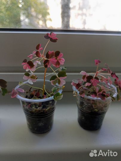 Кислица оксалис