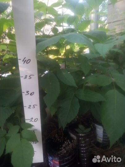 Саженцы орех черный, зкс, 2023