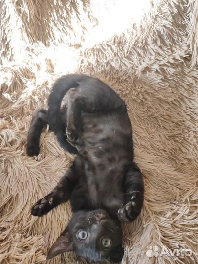Бенгальские котята