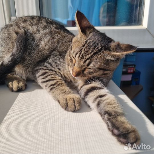 Котёнок мальчик